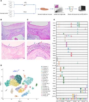 Frontiers Single Cell Transcriptome Profiling Identifies Phagocytosis